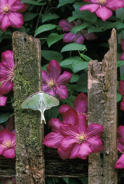 PA, Luna moth on fence with pink clematis flowers